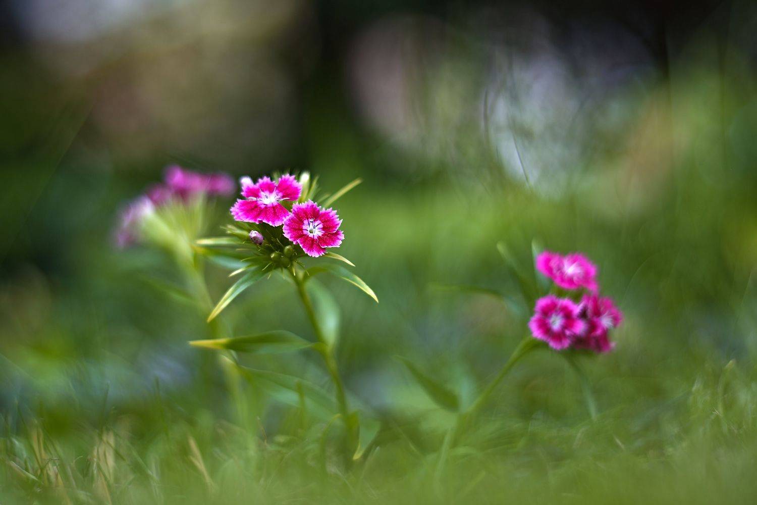 , Эдуард Колобошников