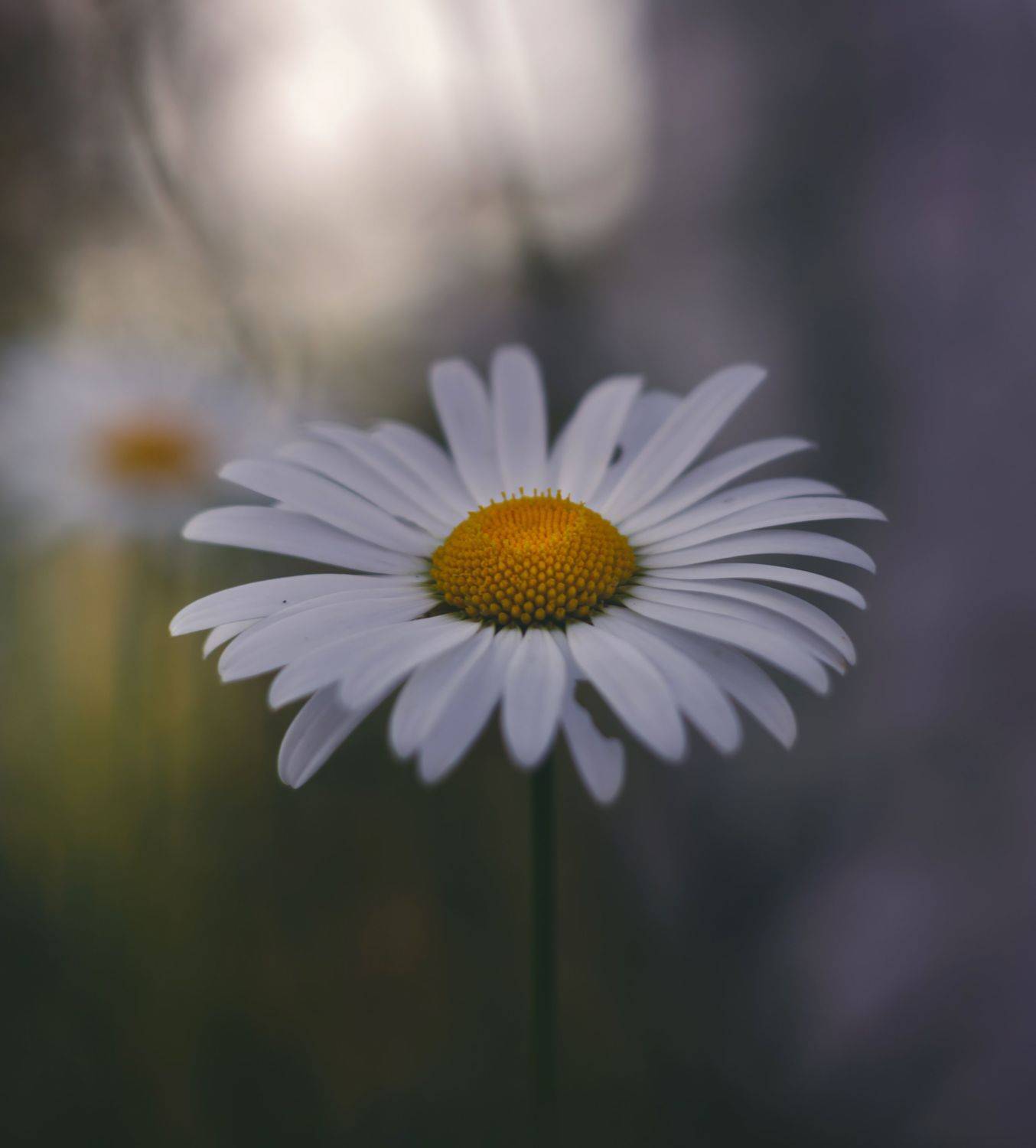 , Вайсберг Александр