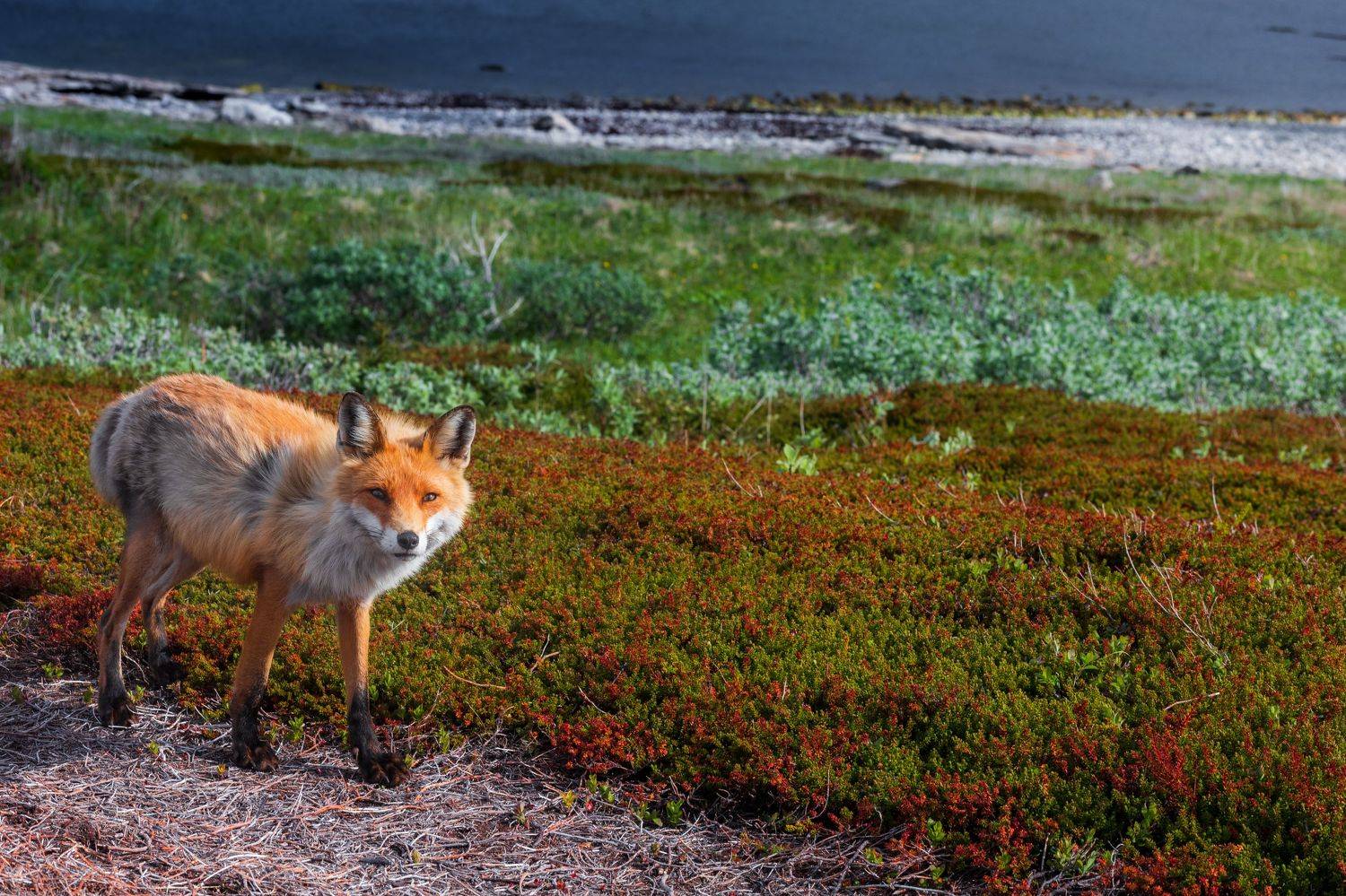 , Могилевич Elena