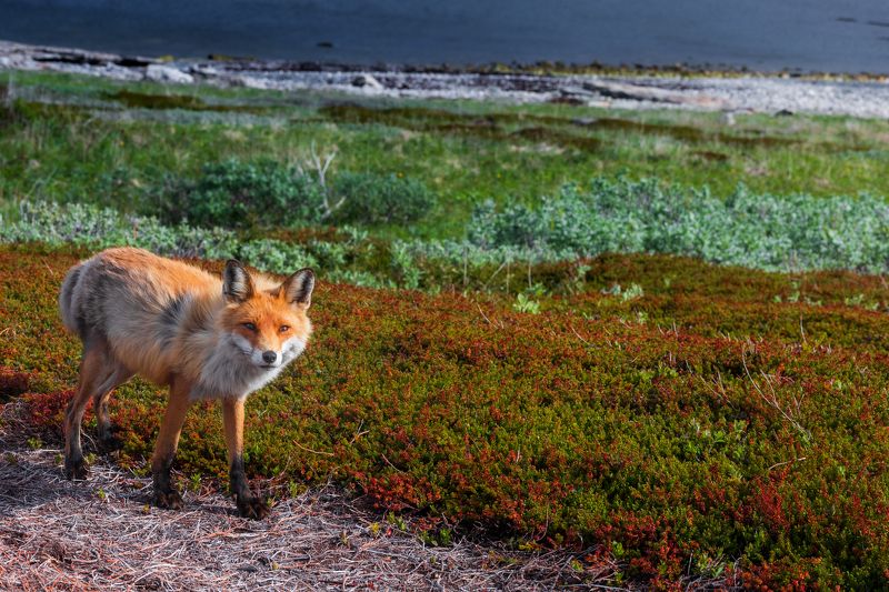 Хозяйка Заполярья фото превью