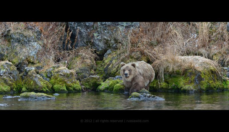Дикая природа россии, Медведь, Медвежонок, Южно-камчатский заказник Сестрица Алёнушка фото превью