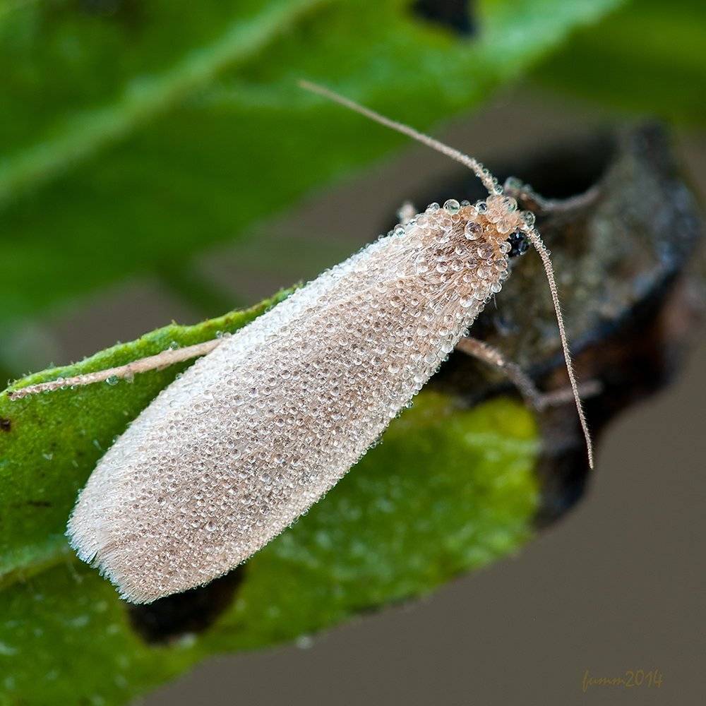 , Игорь ФУММ