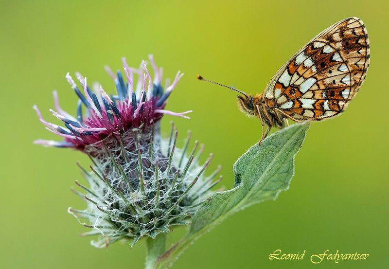 Этюд с колючкой и Селеной фото превью