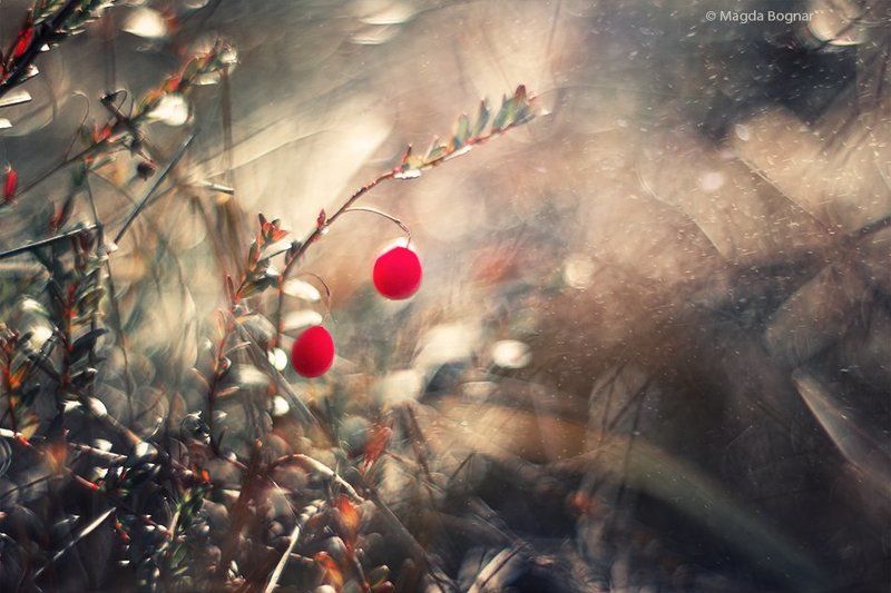 Wetland Wonders фото превью