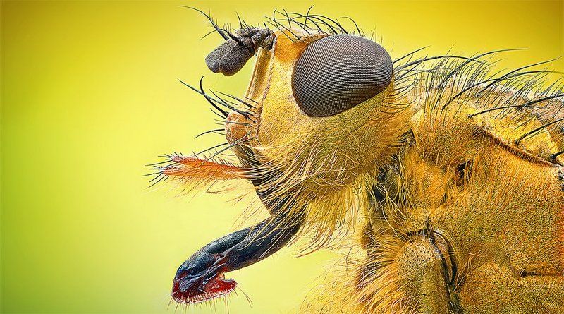 Dunk Fly фото превью