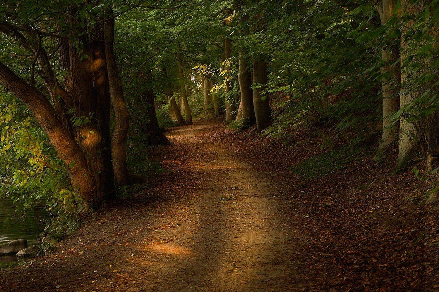 , Игорь Дубровский