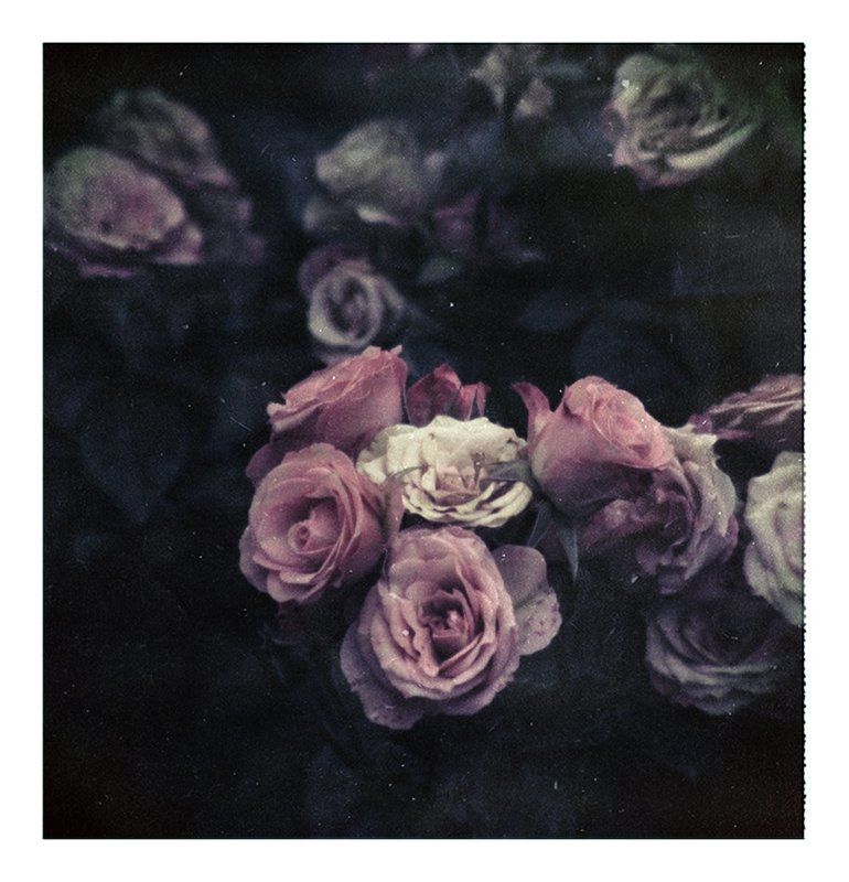 октябрьские розы фото превью