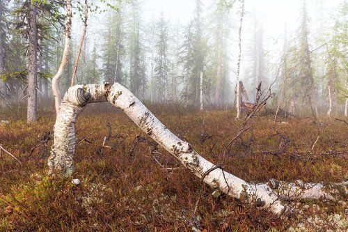 Ватная березка