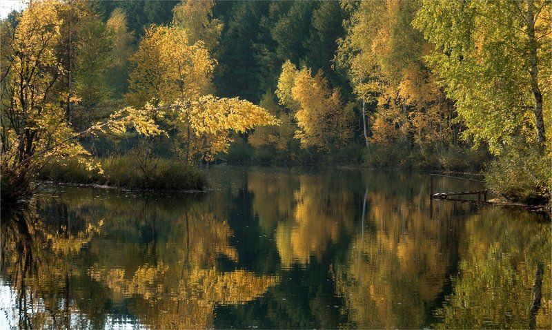 Желто-зеленая осень фото превью