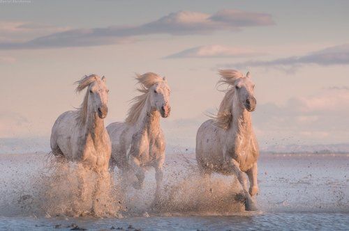 Ангелы Камарга