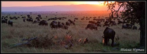 Масаи Мара. Саванна.