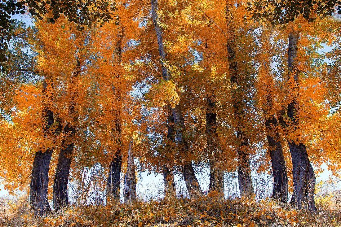 , Качурин Алексей