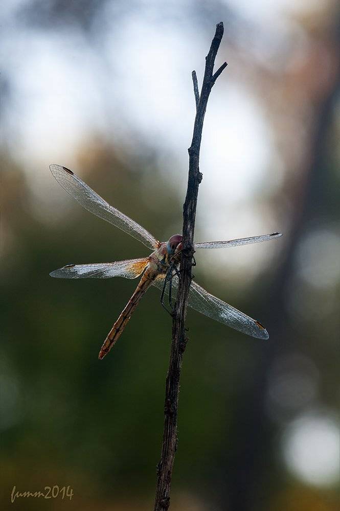 , Игорь ФУММ