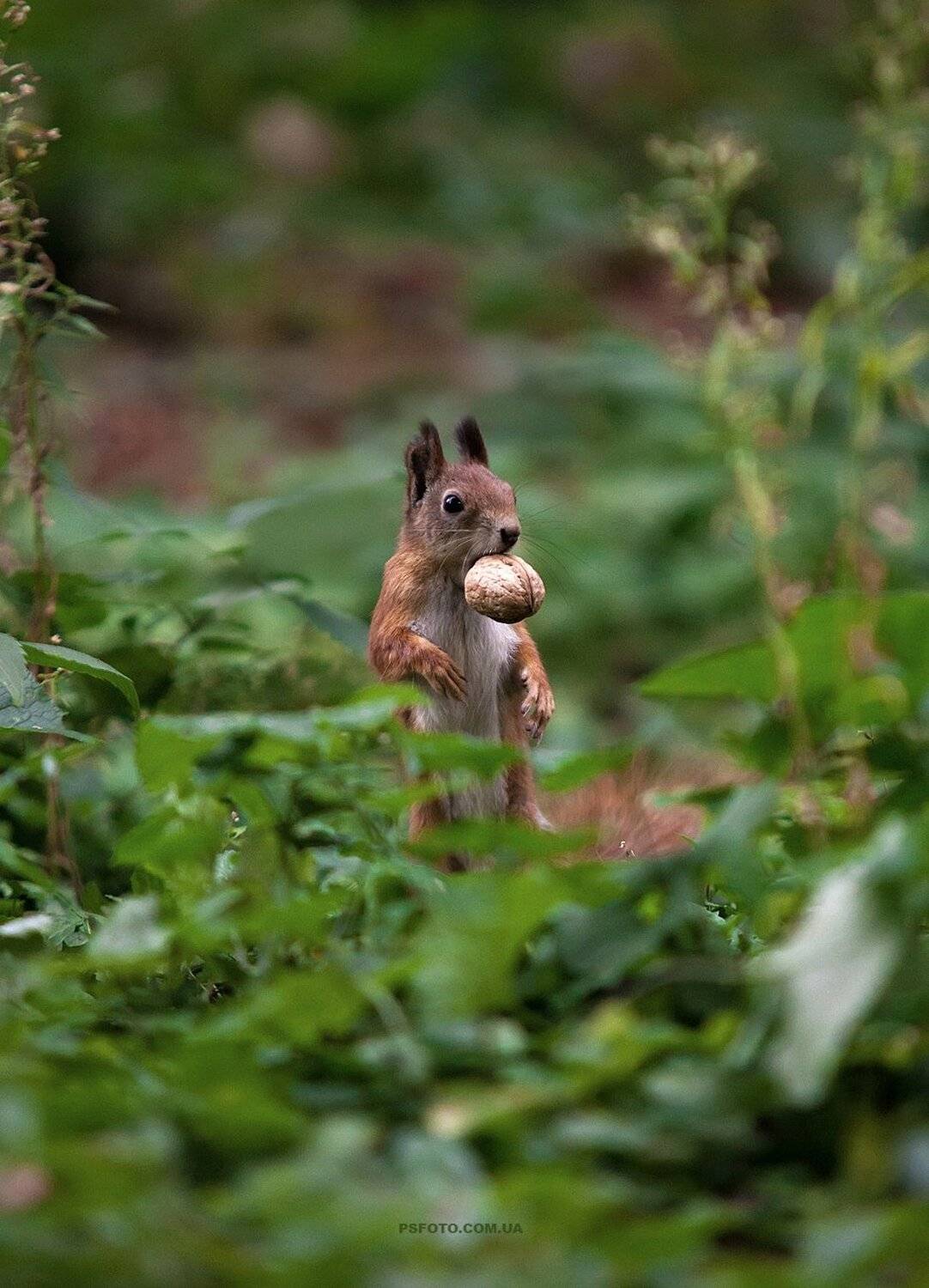 , Полюшко Сергей