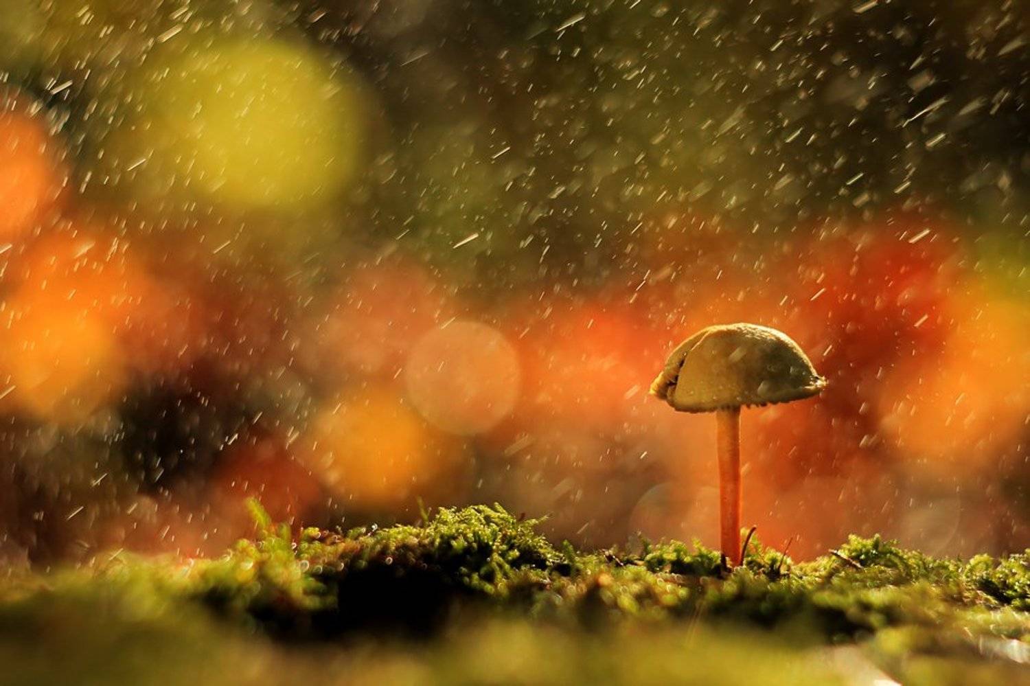 , Grzegorz Przyborowski