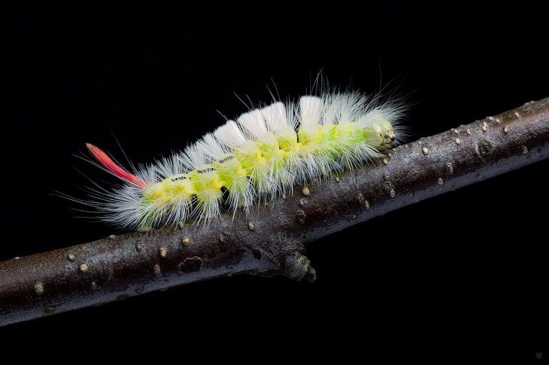 Calliteara pudibunda, Caterpillar, Macro Calliteara pudibunda фото превью