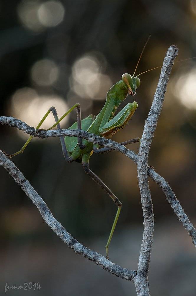 , Игорь ФУММ