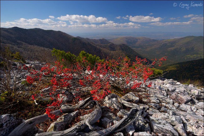Майорский хребет, Сахалин Рябиновый куст фото превью
