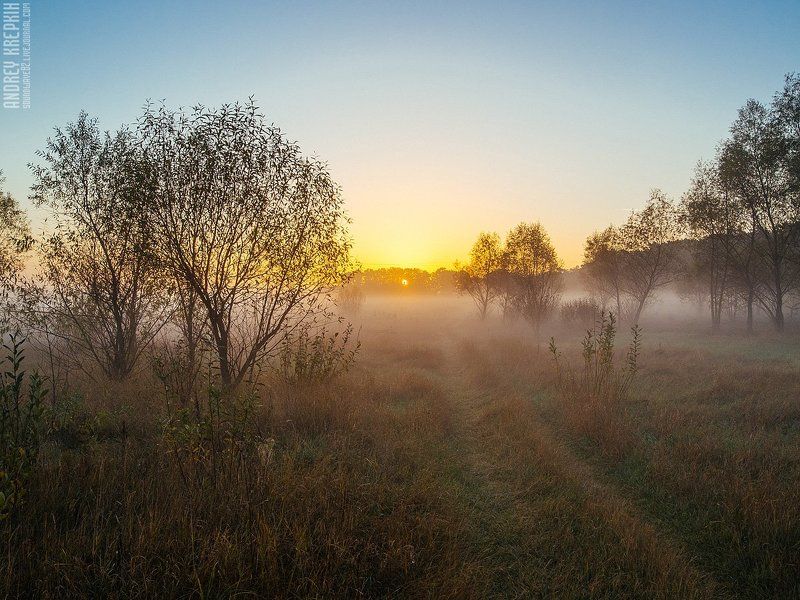 Деревья, Природа, Рассвет, Солнце, Туман Рассвет в Буче фото превью