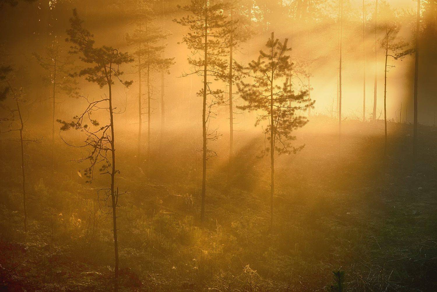 , Rimantas Bikulcius