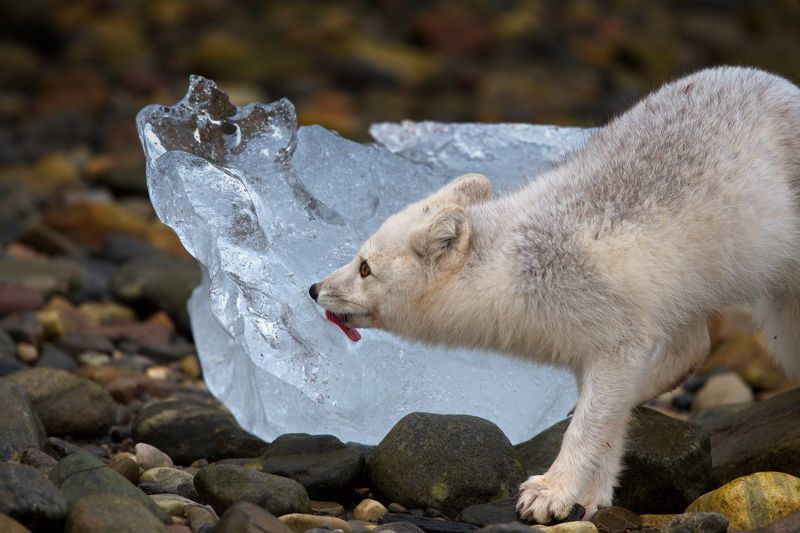 Язык прилип ко льду, или Большая жажда фото превью