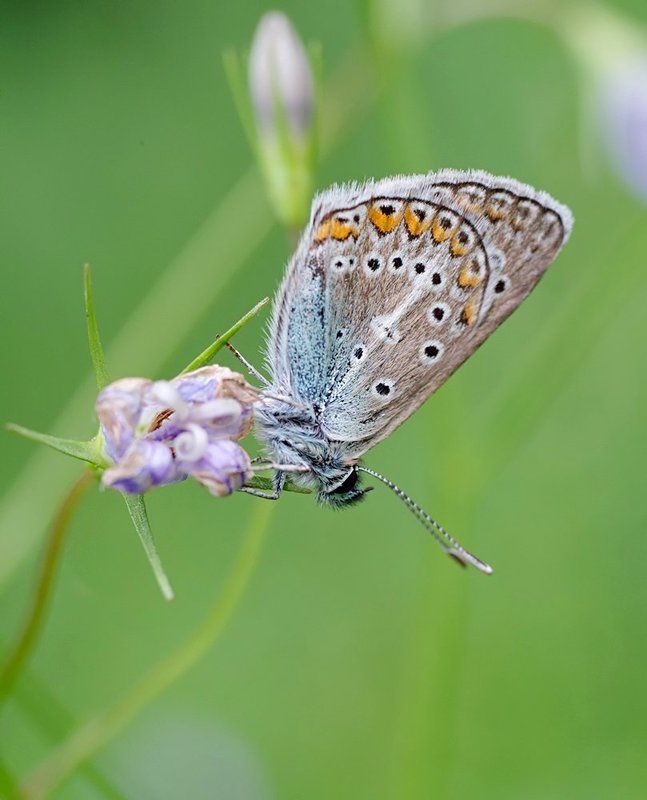 *** фото превью