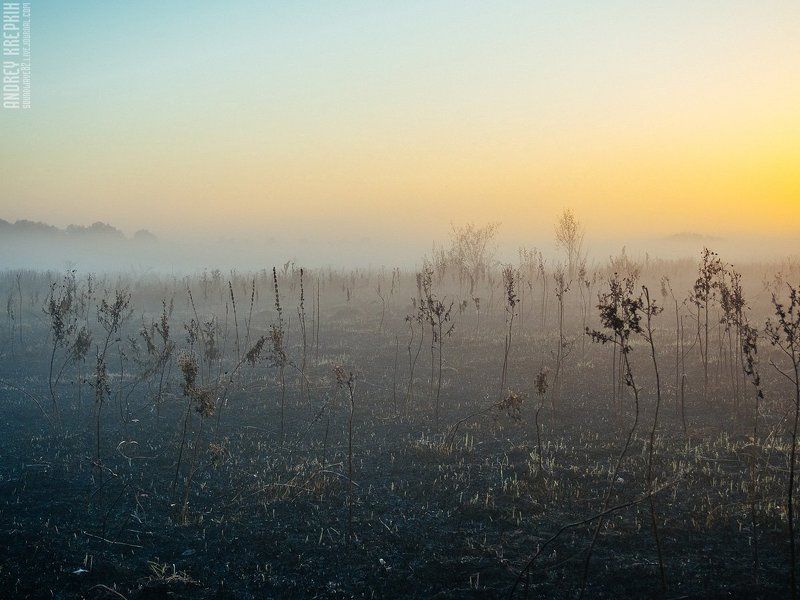 Поле, Природа, Рассвет, Солнце, Трава, Туман Рассвет в Буче фото превью