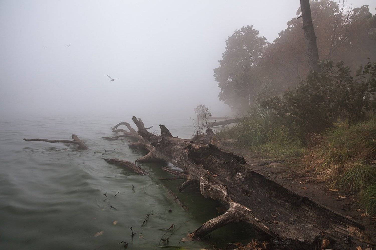 купавна., подмосковье., озёра., Андрей Леонидович