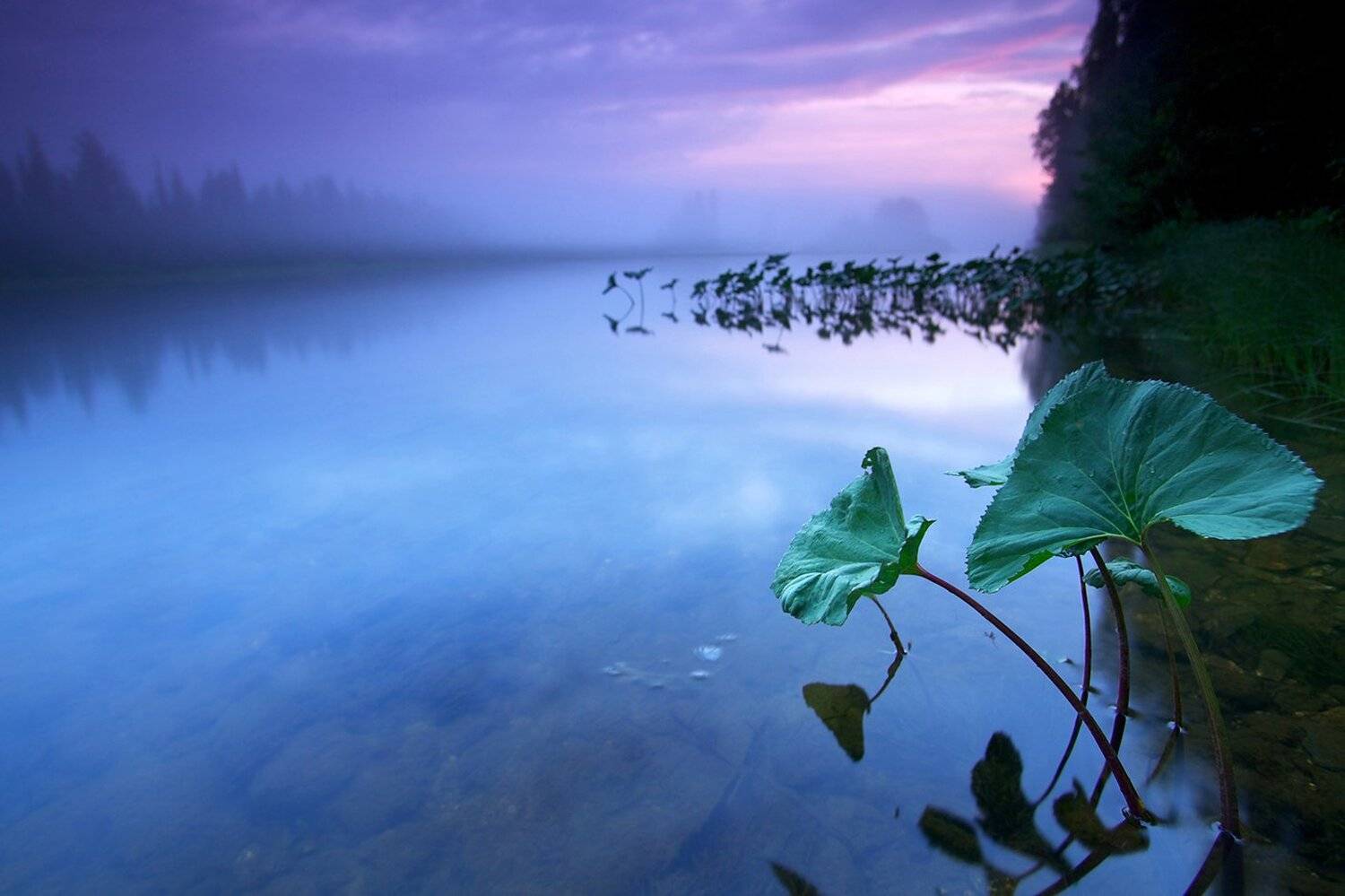 Белая ночь, Берег, Заповедник, Коми, Лес, Отражение, Река Печора, Тайга, Туман, Никифоров Егор
