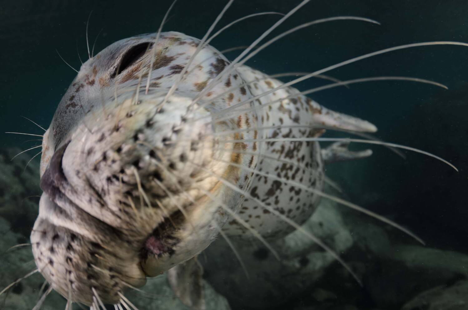 Дикая природа, Животные, Море, Подводная съемка, Природа, Дмитрий Старостенков