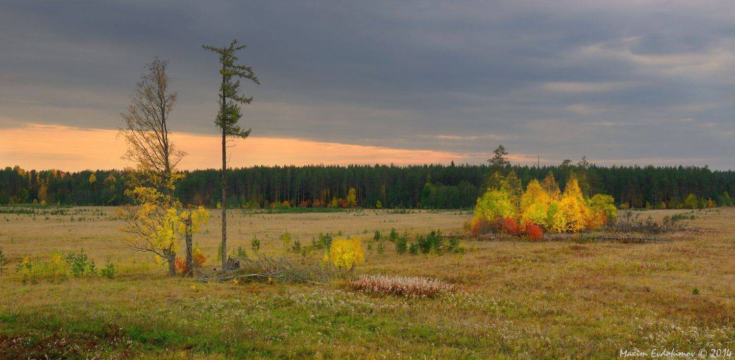 , Максим Евдокимов