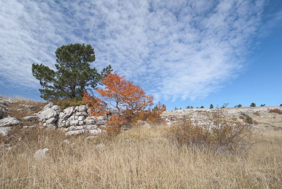 , Саша  Вайсберг / Waldschnepfe /