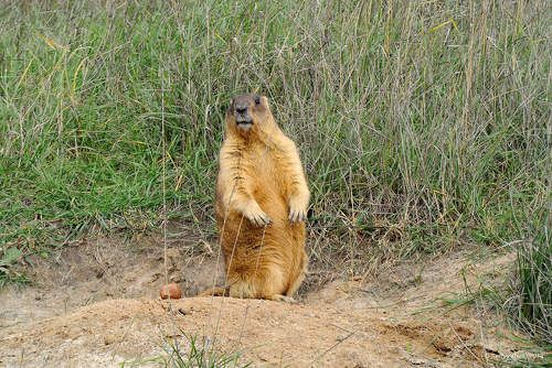 Байбак и морковка