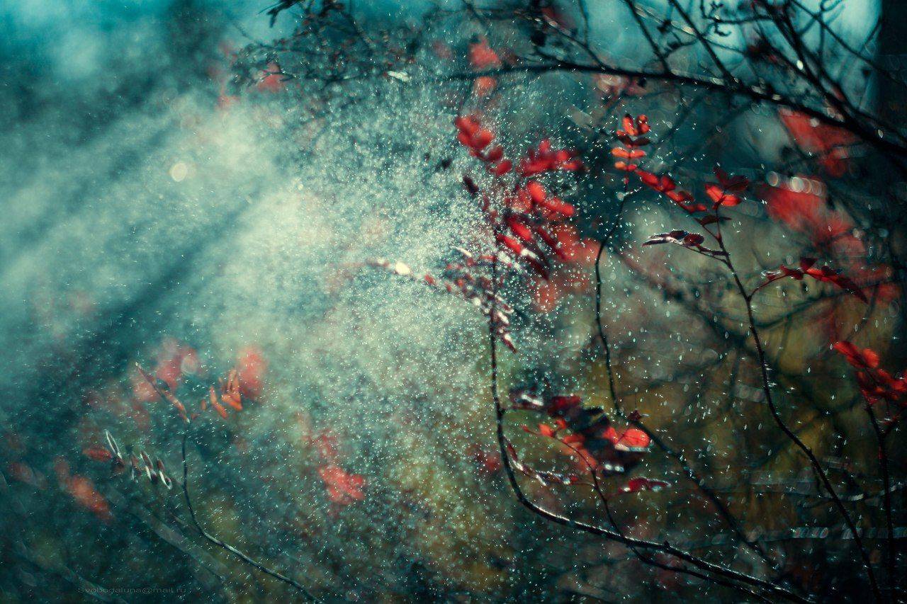 , Svoboda Andreeva