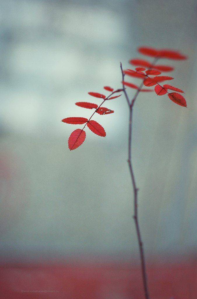 , Svoboda Andreeva