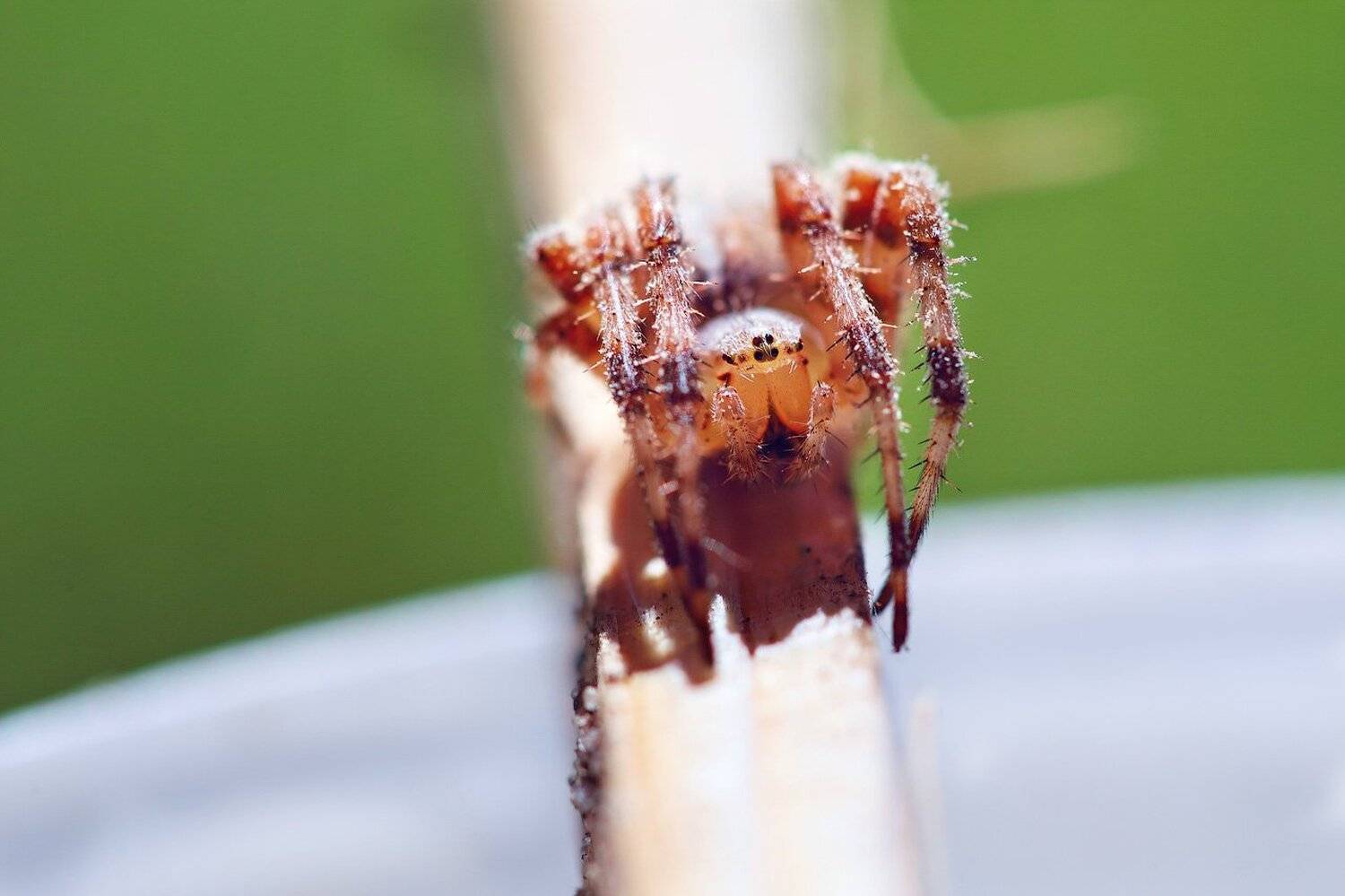 , Александр Аседач