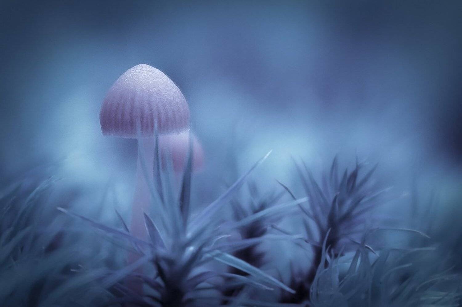 Macro, Mushroom, Nature, Gabriel Prescornita