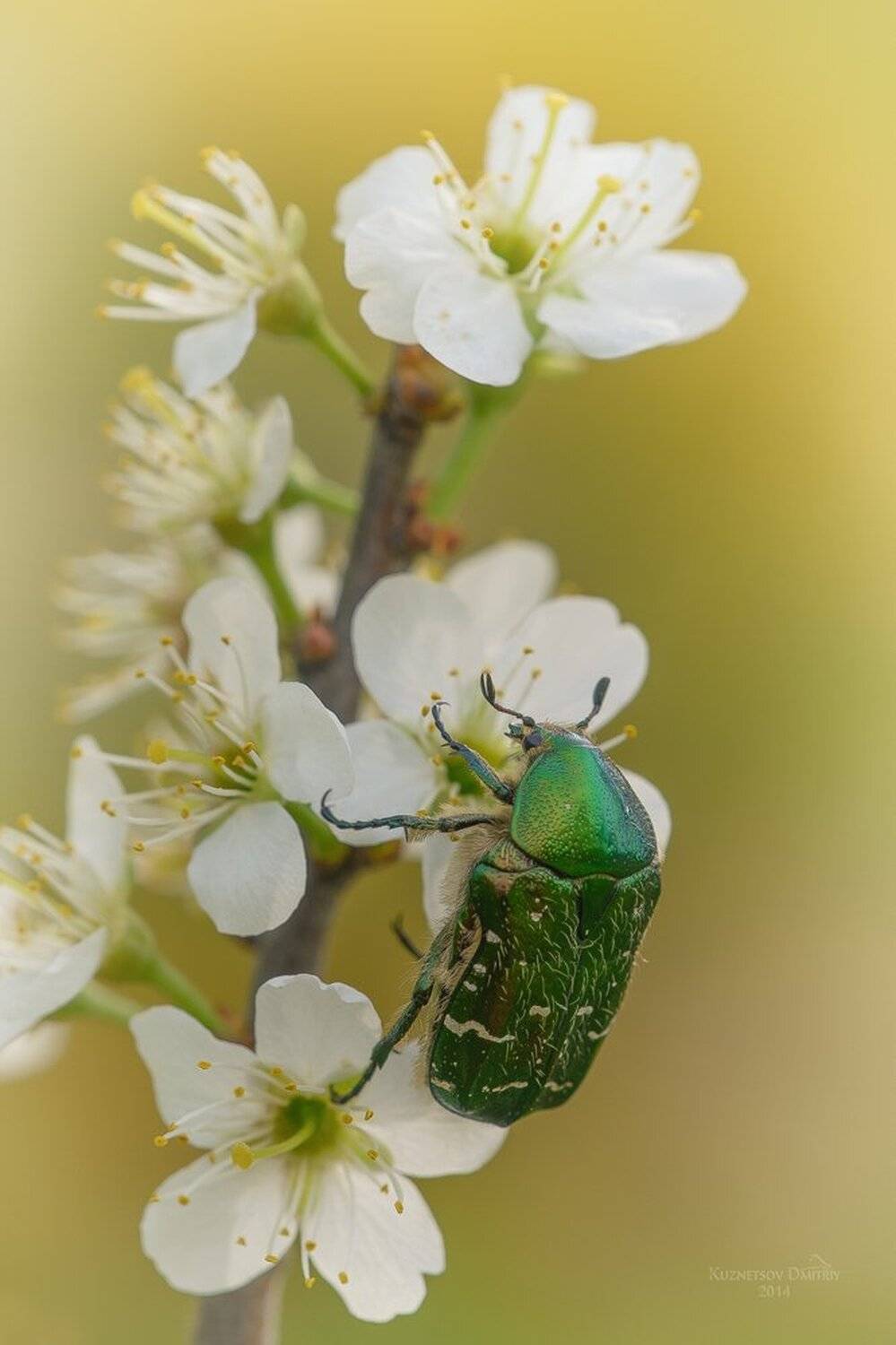 , Кузнецов Дмитрий