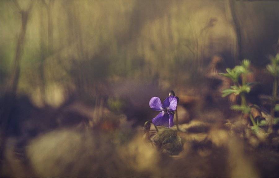 , Наталья Ова