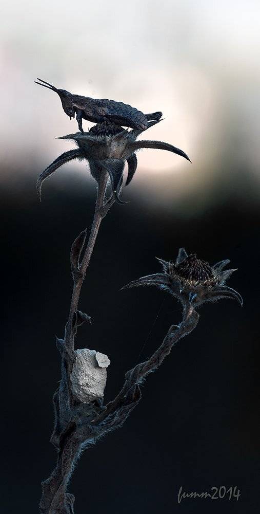 , Игорь ФУММ