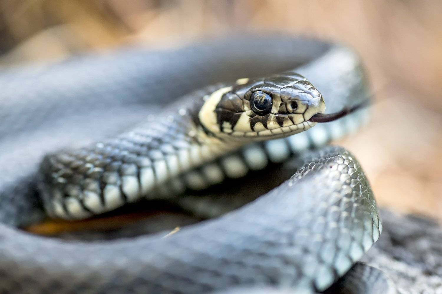 , Rimantas Bikulcius