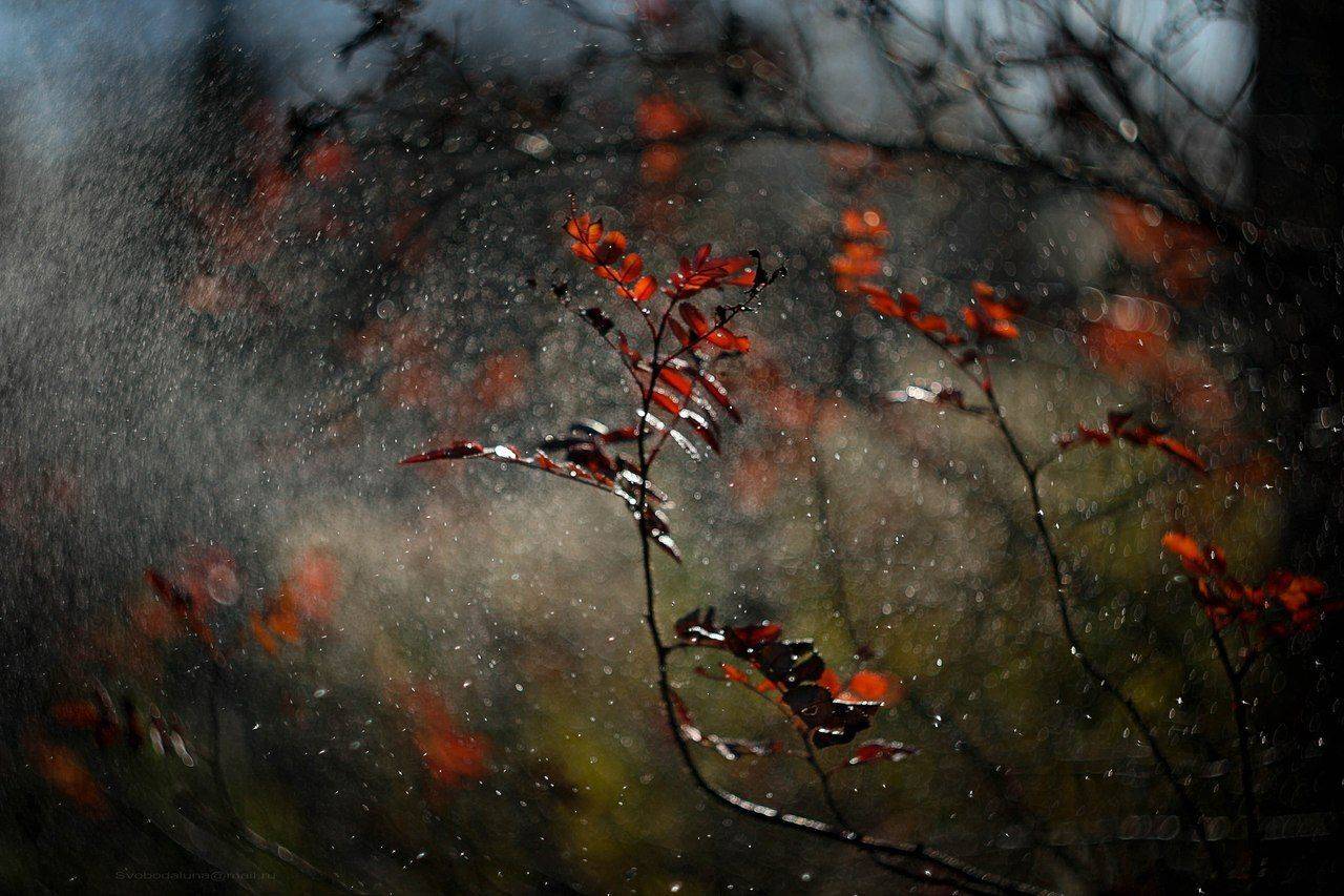 , Svoboda Andreeva