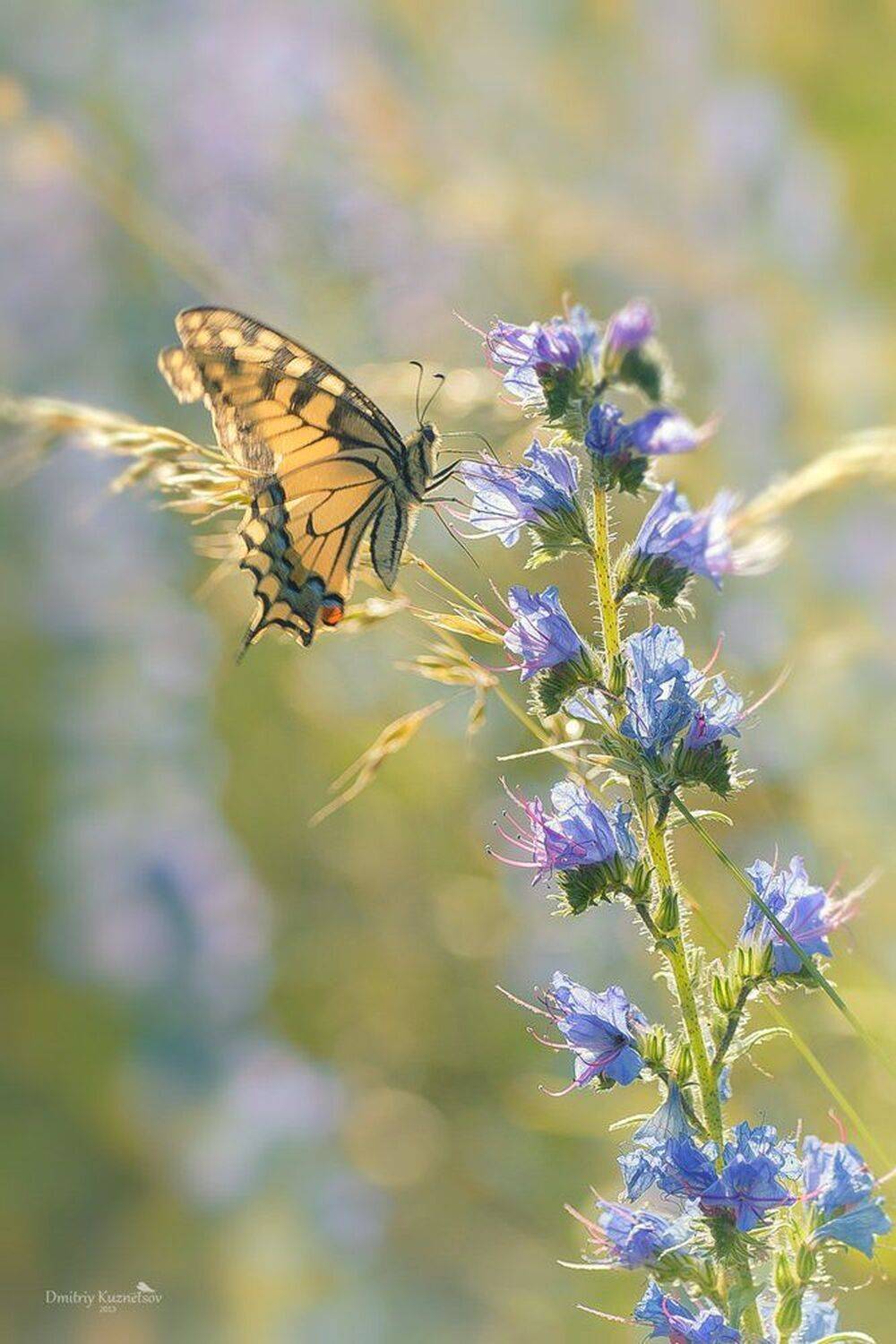 , Кузнецов Дмитрий