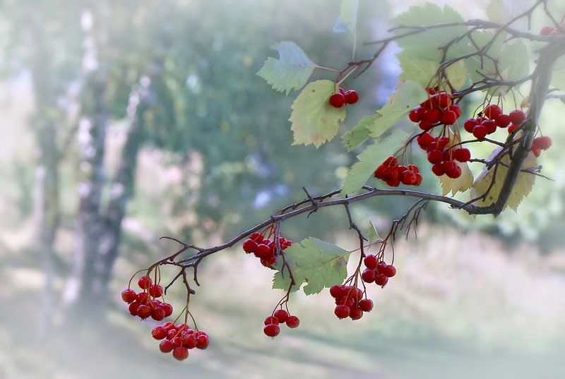 Ветка фото превью