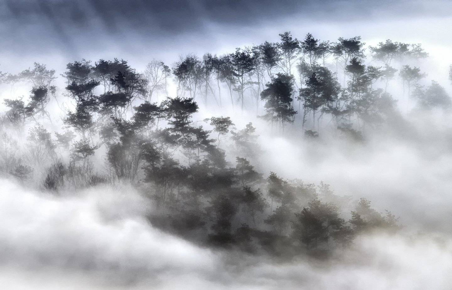Trees in the clouds. Автор: KIM SUK EUN , KIM SUK EUN