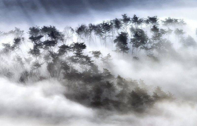 Trees in the clouds фото превью