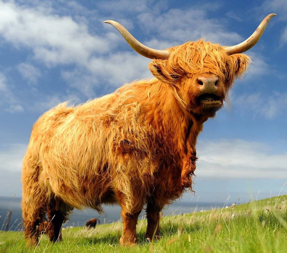 Animal, Animals, Cow, Landscape, Portrait, Tomek Jungowski