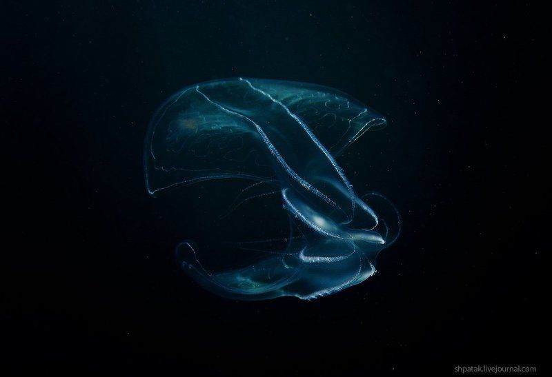 Бухта Рудная. Гидрокосмос. фото превью