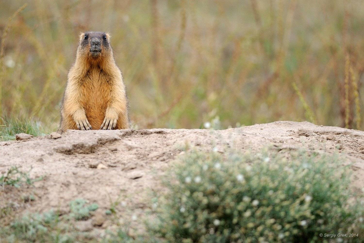 Marmot, Marmota bobak, Байбак, Сергей Грек