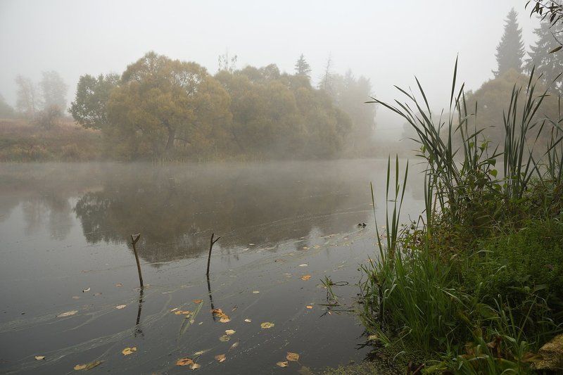 лес, осень, туман, подмосковье Ранним осенним туманным утром фото превью